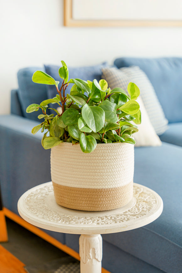 Vuao Canasta Clement